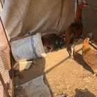 ديك سندي علي باكستاني
