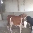 حسلان للبيع