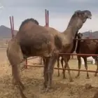 جمل حمر طيب وجير ومشروط شرط ب 15000