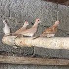 حمام الماسي اورنج