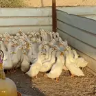 للبيع بط بكيني عمر 3 اشهر