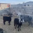 عنزين ثنايا وعنز سدس