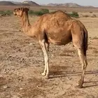 ناقة ساحلية حمراء