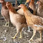 دجاج بلدي بدون ديوك. العدد 550. دجاج 5 شهور