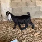 جفره