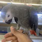 للبيع فرخ كاسكو اليف جدا طفره