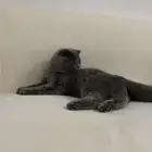 قطط