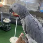 للبيع ببغاء كاسكو اليف متكلم