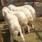 طليان جذعان للبيع