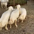 للبيع