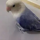 عصفور ضايع 100 ريال الي يلاقيه نوع العصفور روز لون ازرق