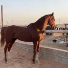 احصان شعبي العمر 8 احصان شارط