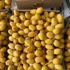 رطب برحي وا شماريخ برحي كرتون كبير القصيم طعم سكر شرط