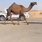 بكره طيبه