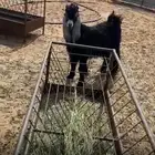 للبيع تيس ذبيحه ثلاجه فل. شىحم