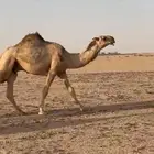قعود لقي
