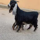 عنز عارضيه مطفل