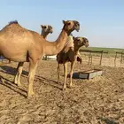 ابكار حمر وشقح كككفو وطيبه للبيع