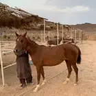 فرس شعبيه للبيع