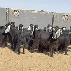 جفرات عوارض صنف العدد 21