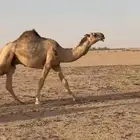 قعود للبيع