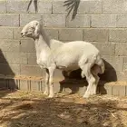 فحل ابرص جبر