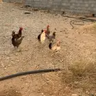 دجاج للبيع على السوم مافي الى دجاجه فرنسيه
