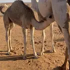 لبيع قعود فاخر فاخر لباني على امه