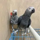 جوز كاسكو سوبر جامبو