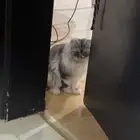قط مفقود