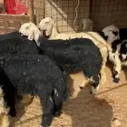 طليان ذبايح جمله وتفريد