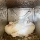 حمام فرنسي اصلي