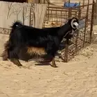 عنز دافع 3 شهور ونص