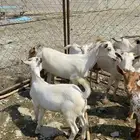 غنم مقنى الموقع خميس البحر