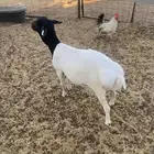 برابر بربري ذبح