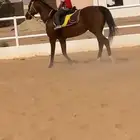 فرس إنجليزيه حق مدرسه هاديه مرره سلامه شرط