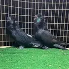 زوج حمام بلجيكي ( تم البيع )