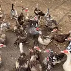 للبيع بط بلدي