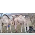 قعدان للبيع