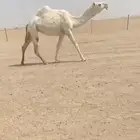 للبيع ثنيه لقحه
