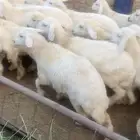 بهم حري