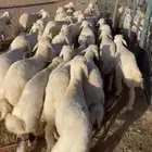 طليان تم البيع اضغط متابعه يصلك كل جديد