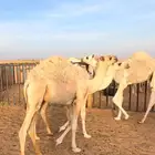 اربعة حشو اعمارهن ستة شهور