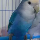 ذكر روز للبيع ب100 أو البدل بأنثى