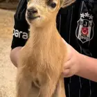 ماعز قزم