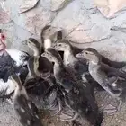 بطة و عدد 9 ابنائها للبيع.