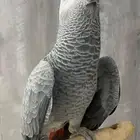 فرخ كاسكو افريقي كونغو