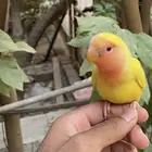 للبيع ذكر روز اليف