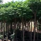 تنسيق حدائق وبيع الاشجار وتصميم حدائق
