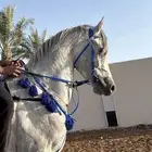 حصان واهو